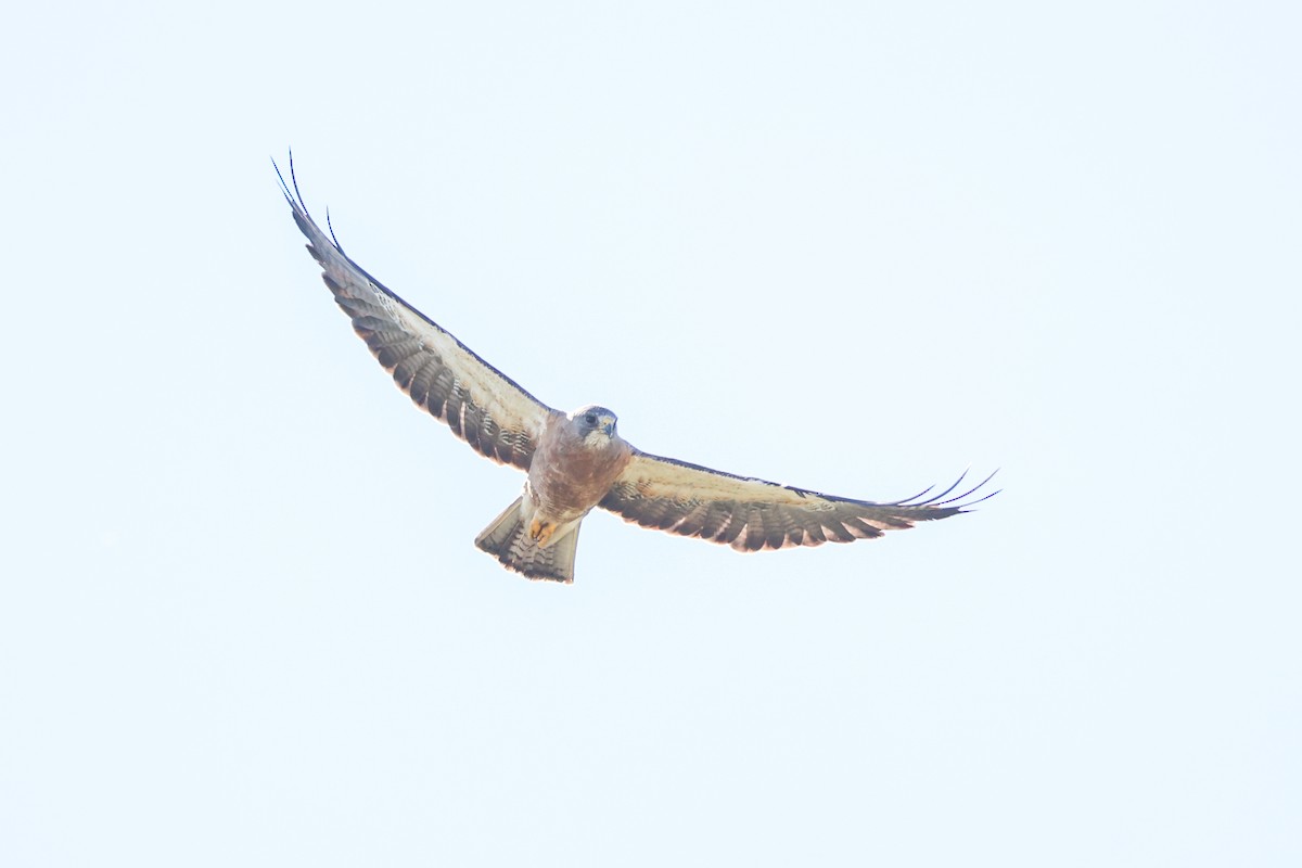 Swainson's Hawk - ML646328631