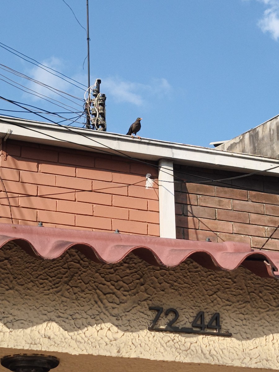 Great Thrush - ML646328633