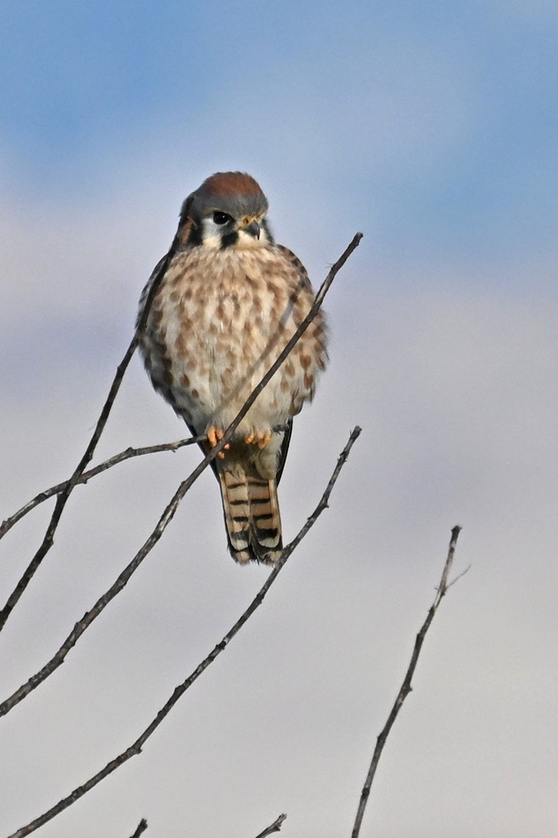 American Kestrel - ML646328634