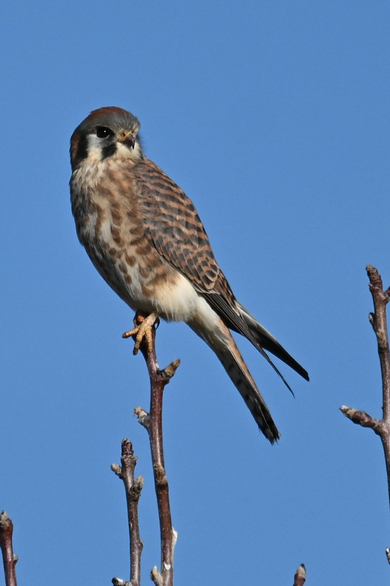 American Kestrel - ML646328635
