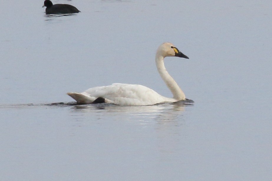 Tundra Swan - ML646328636