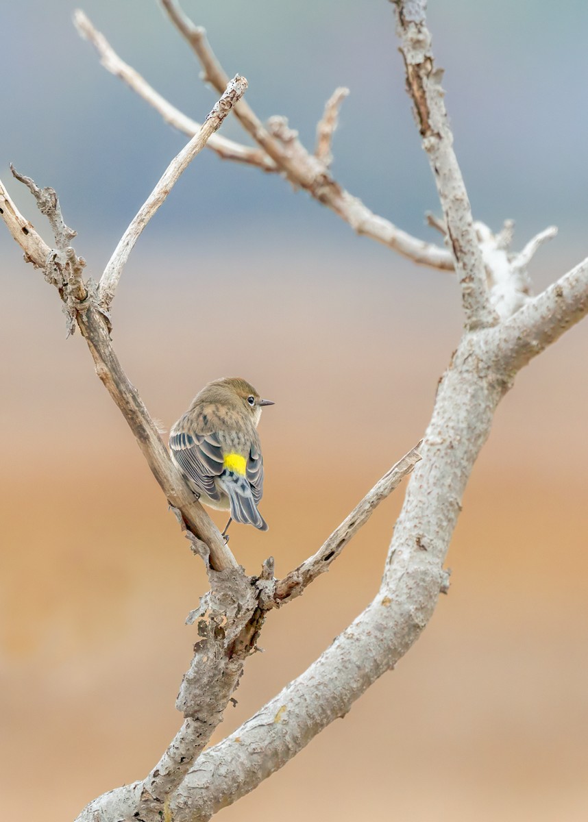 Yellow-rumped Warbler - ML646328639