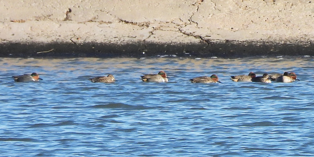 小水鴨(carolinensis) - ML646328640