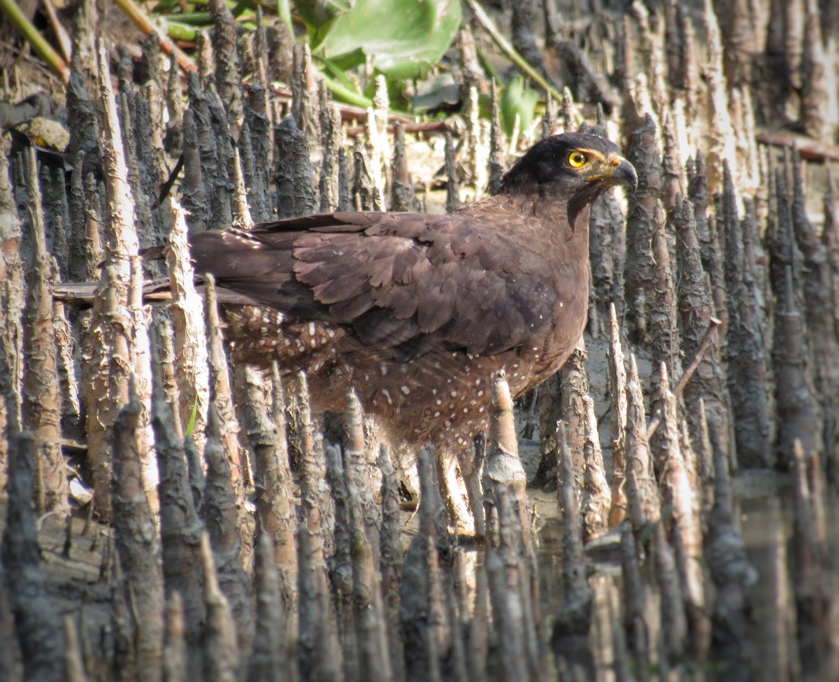 Хохлатый змееяд - ML646328642