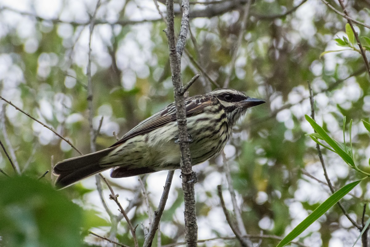Streaked Flycatcher - ML646328643