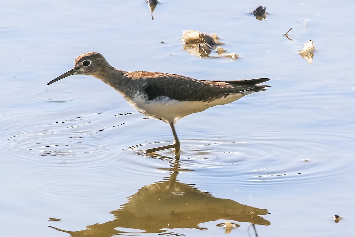 Solitary Sandpiper - ML646328644