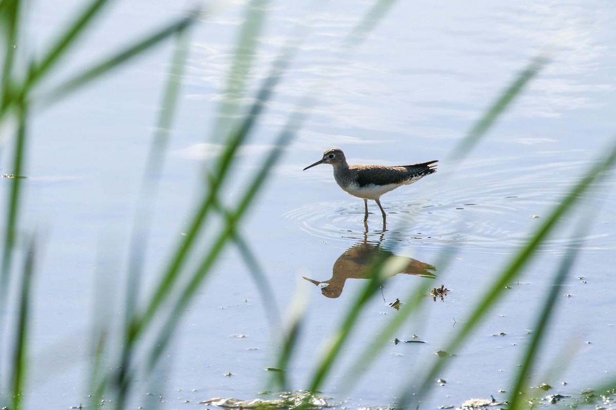 Solitary Sandpiper - ML646328645