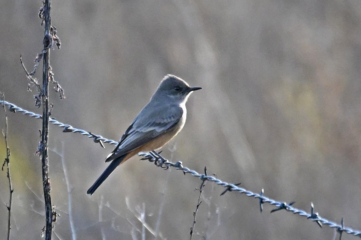 Say's Phoebe - ML646328646