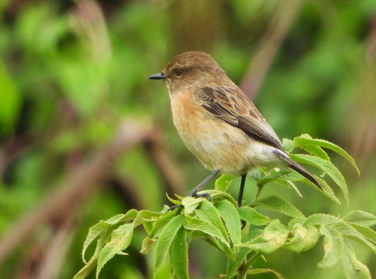 Aberdare Cisticola - ML646328647