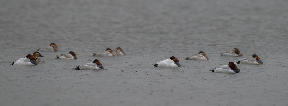 Porrón Coacoxtle - ML646328651