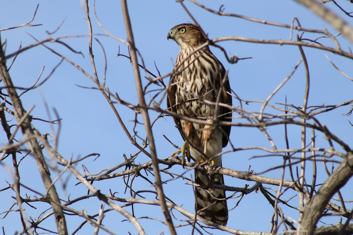 Cooper's Hawk - ML646328652