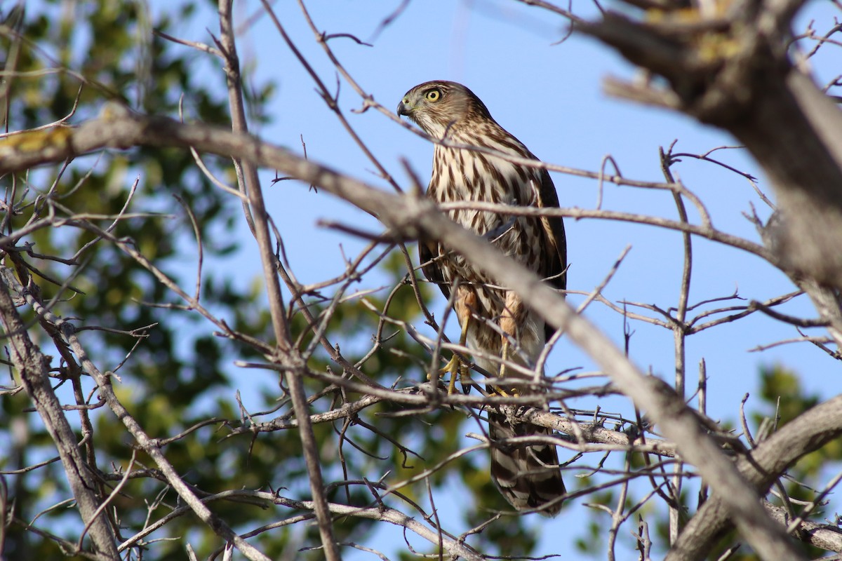 Cooper's Hawk - ML646328653