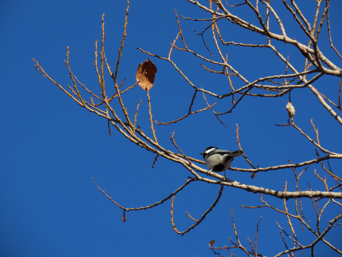 gråkjøttmeis (minor gr.) - ML646328654
