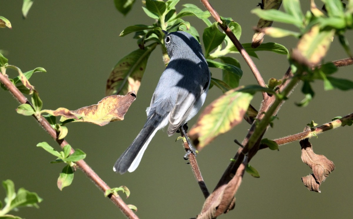 Blue-gray Gnatcatcher - ML646328655