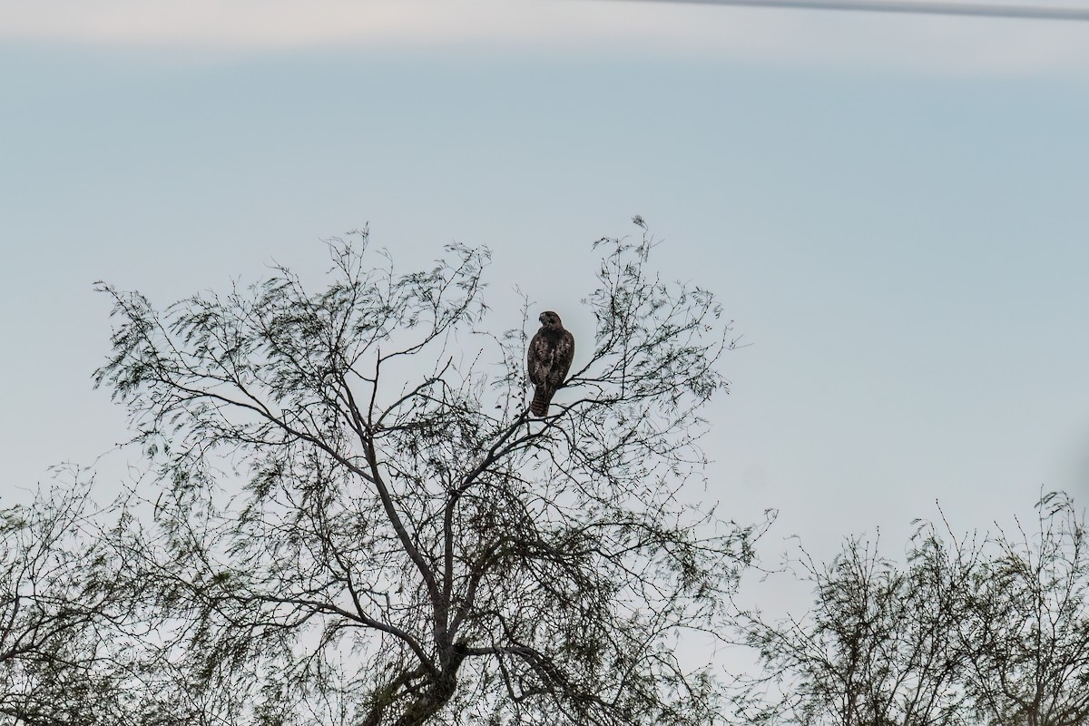 Red-tailed Hawk - ML646328658