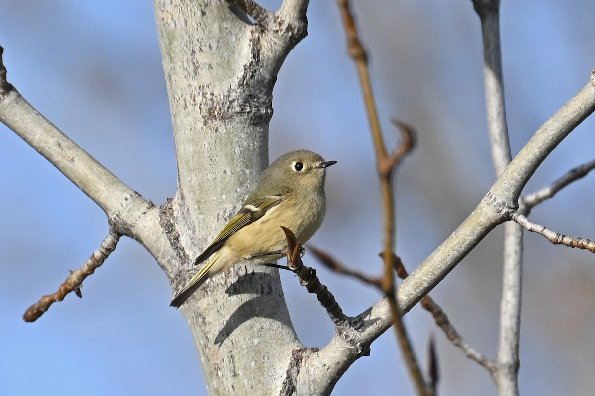 Ruby-crowned Kinglet - ML646328663