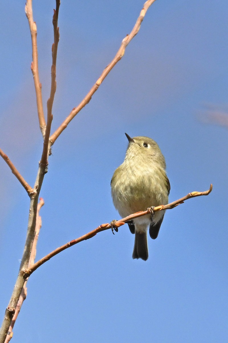 Ruby-crowned Kinglet - ML646328664