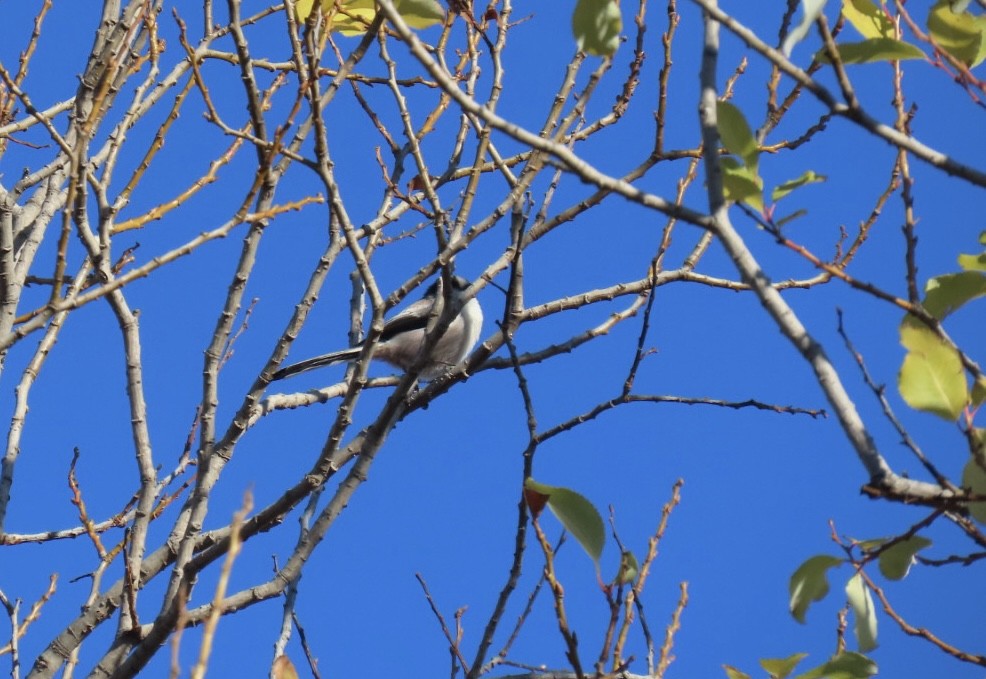 stjertmeis - ML646328665