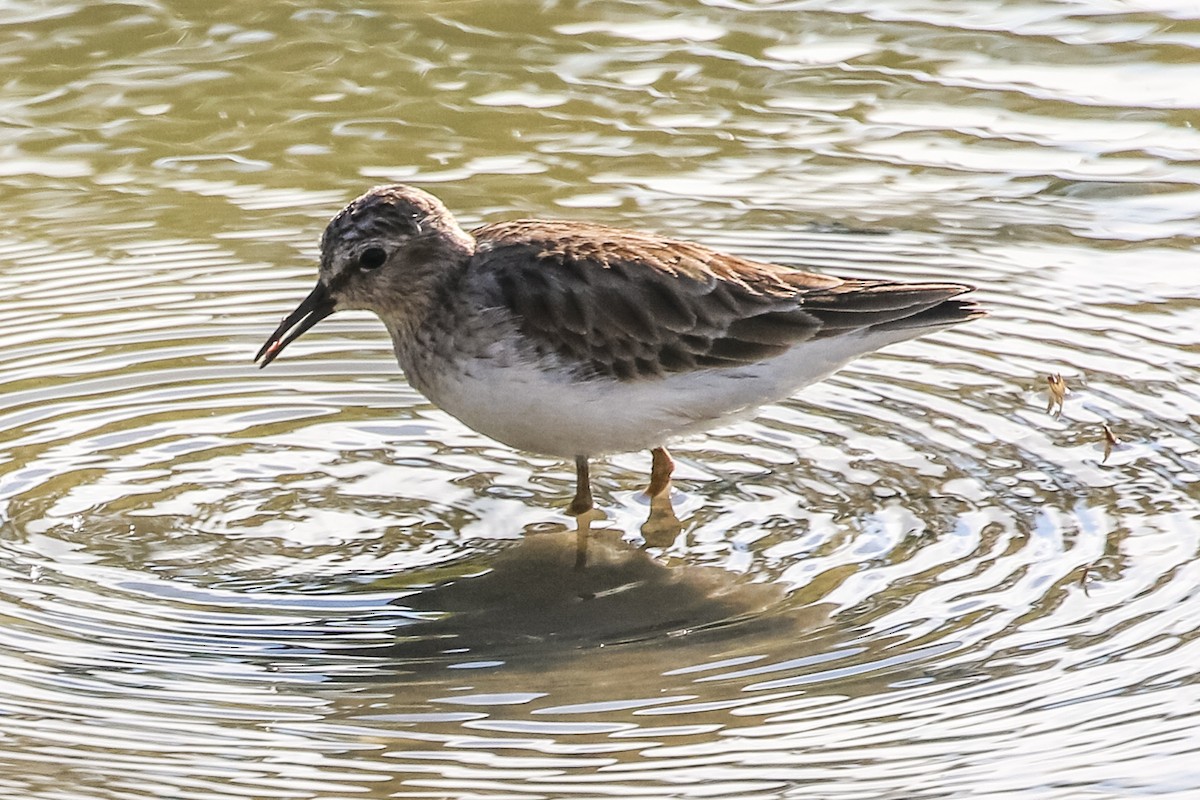 Gambecchio americano - ML646328669