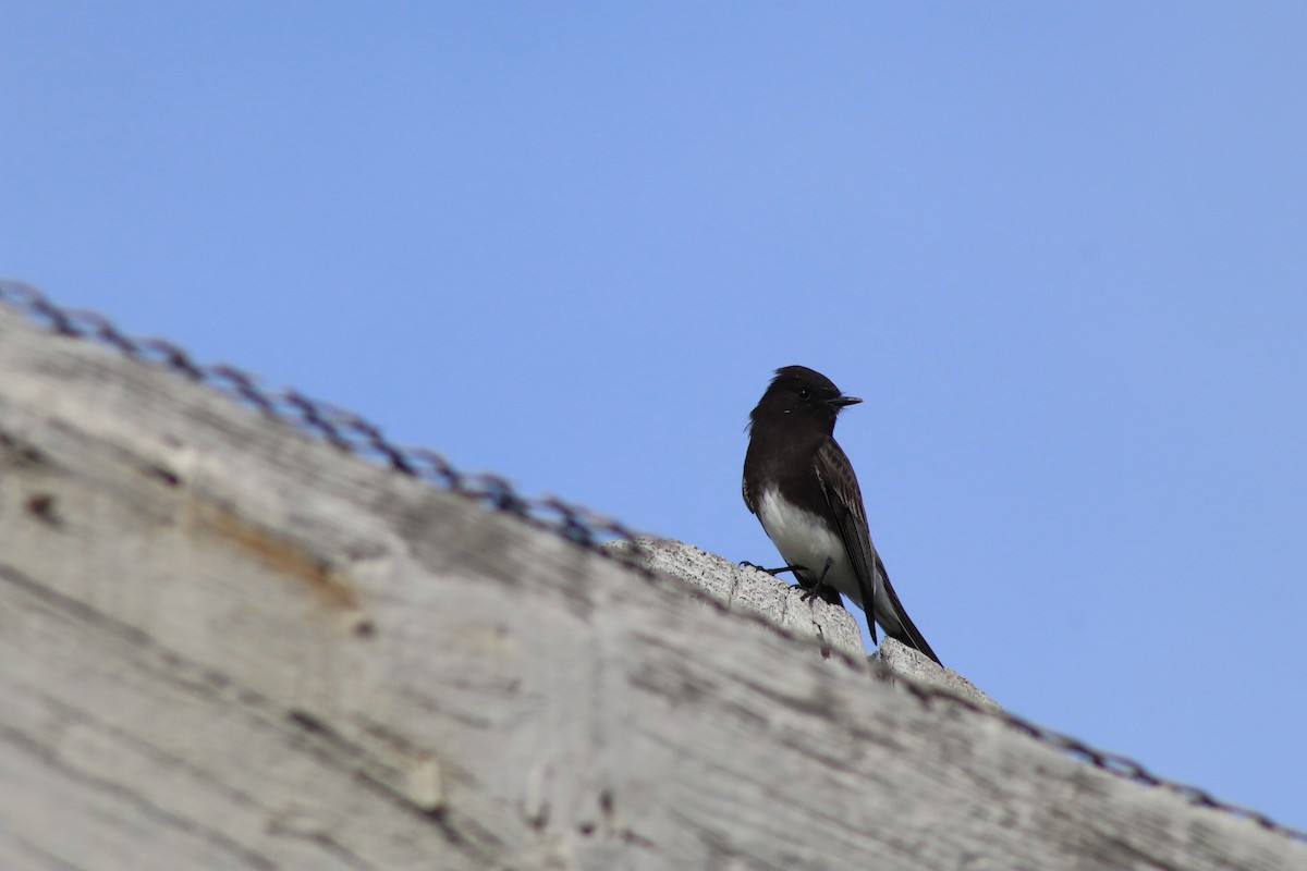 Black Phoebe - ML646328670