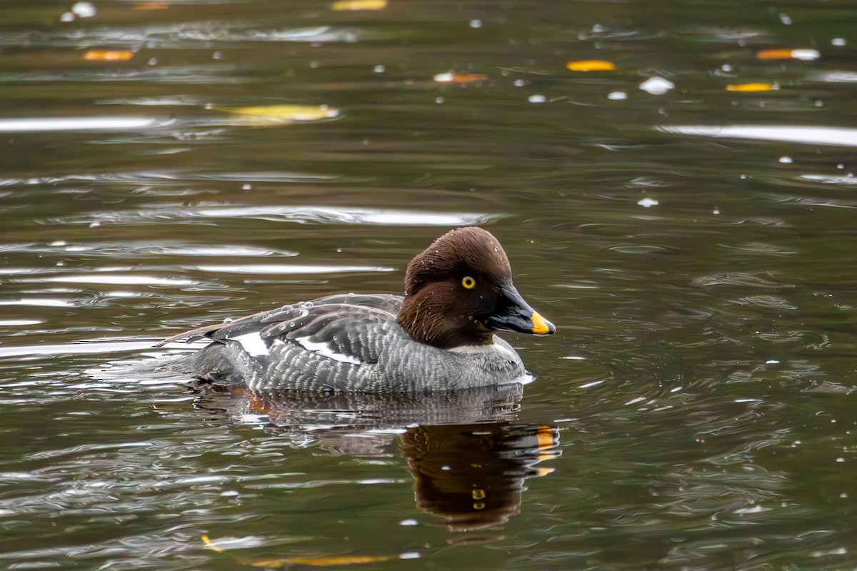 hohol severní - ML646328671