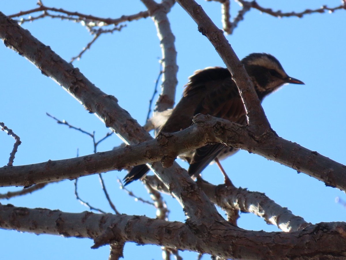 svartflekktrost - ML646328673