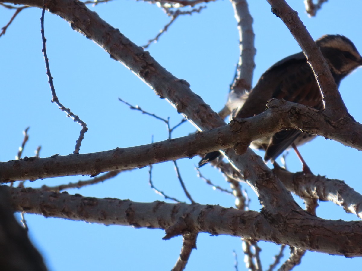 svartflekktrost - ML646328674