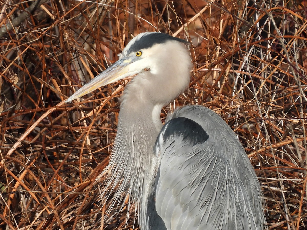 Grand Héron - ML646328675