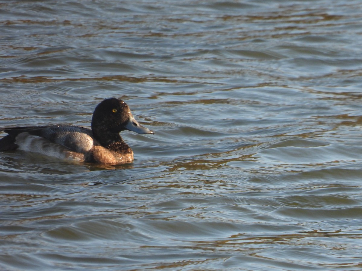 Greater Scaup - ML646328676