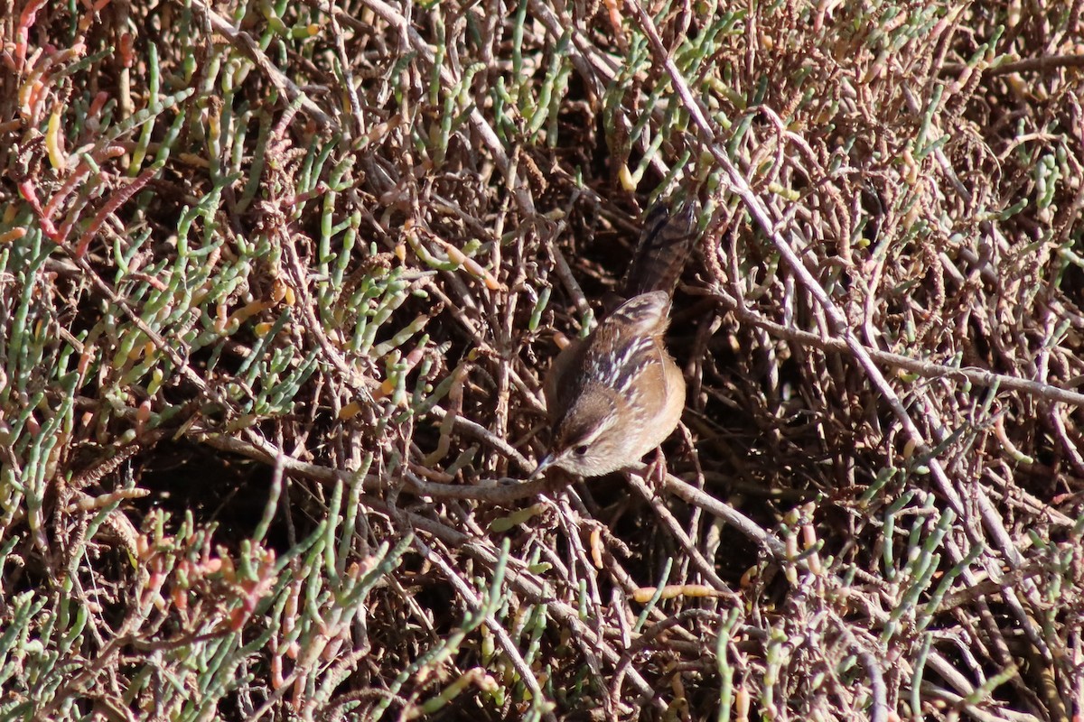 Marsh Wren - ML646328678