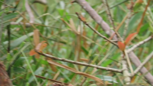 Blackpoll Warbler - ML646328679