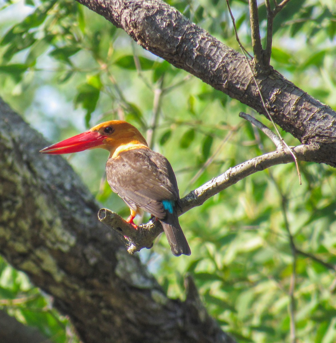 ledňáček hnědokřídlý - ML646328680