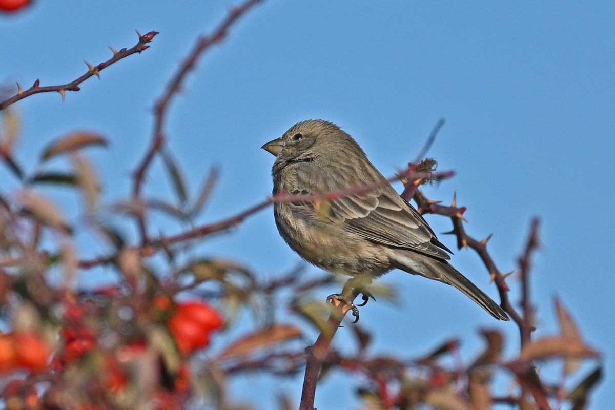 House Finch - ML646328681