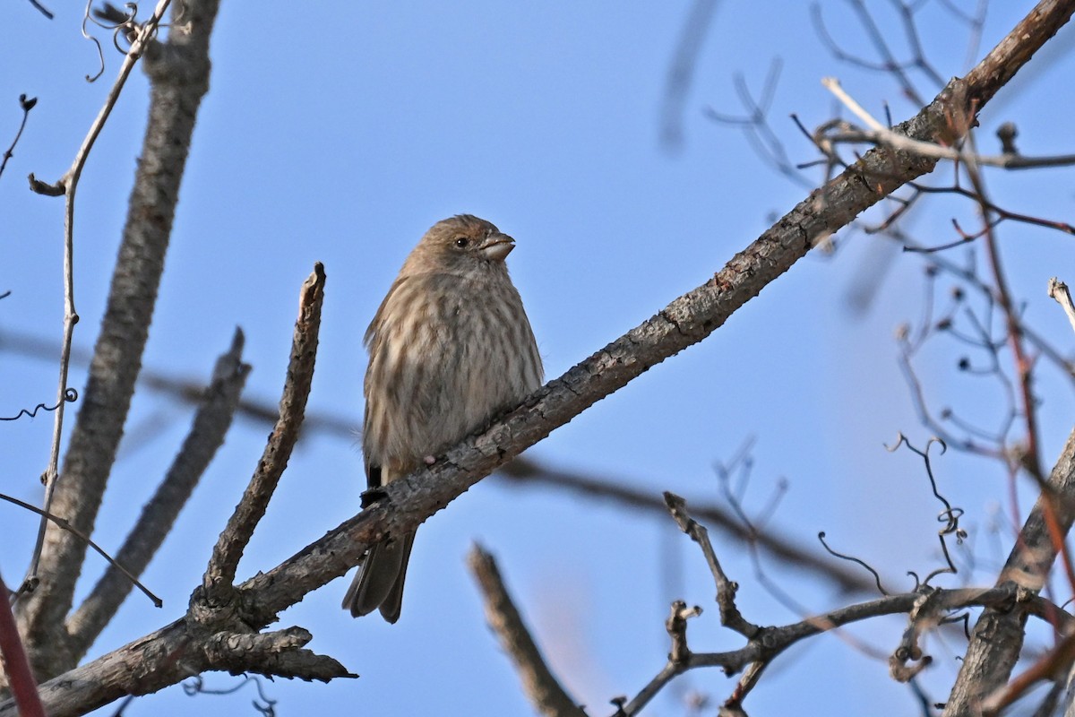 House Finch - ML646328682