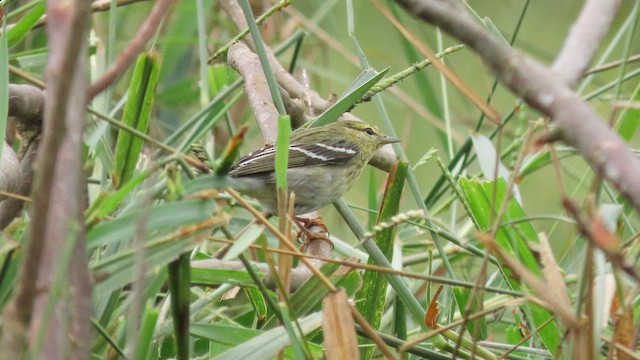 Blackpoll Warbler - ML646328685