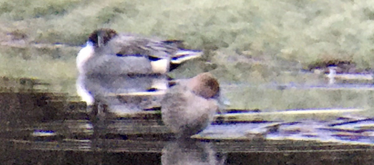 Northern Pintail - ML646328690