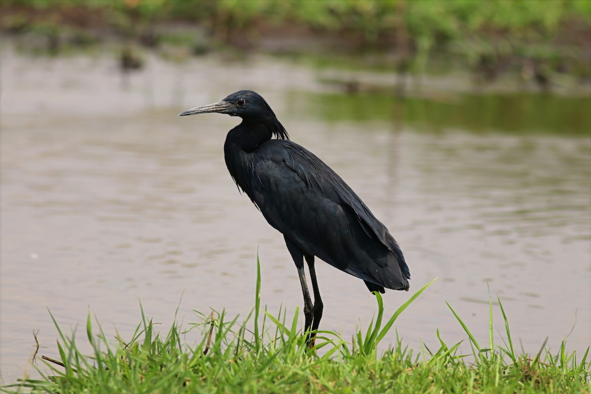 Black Heron - ML646328691