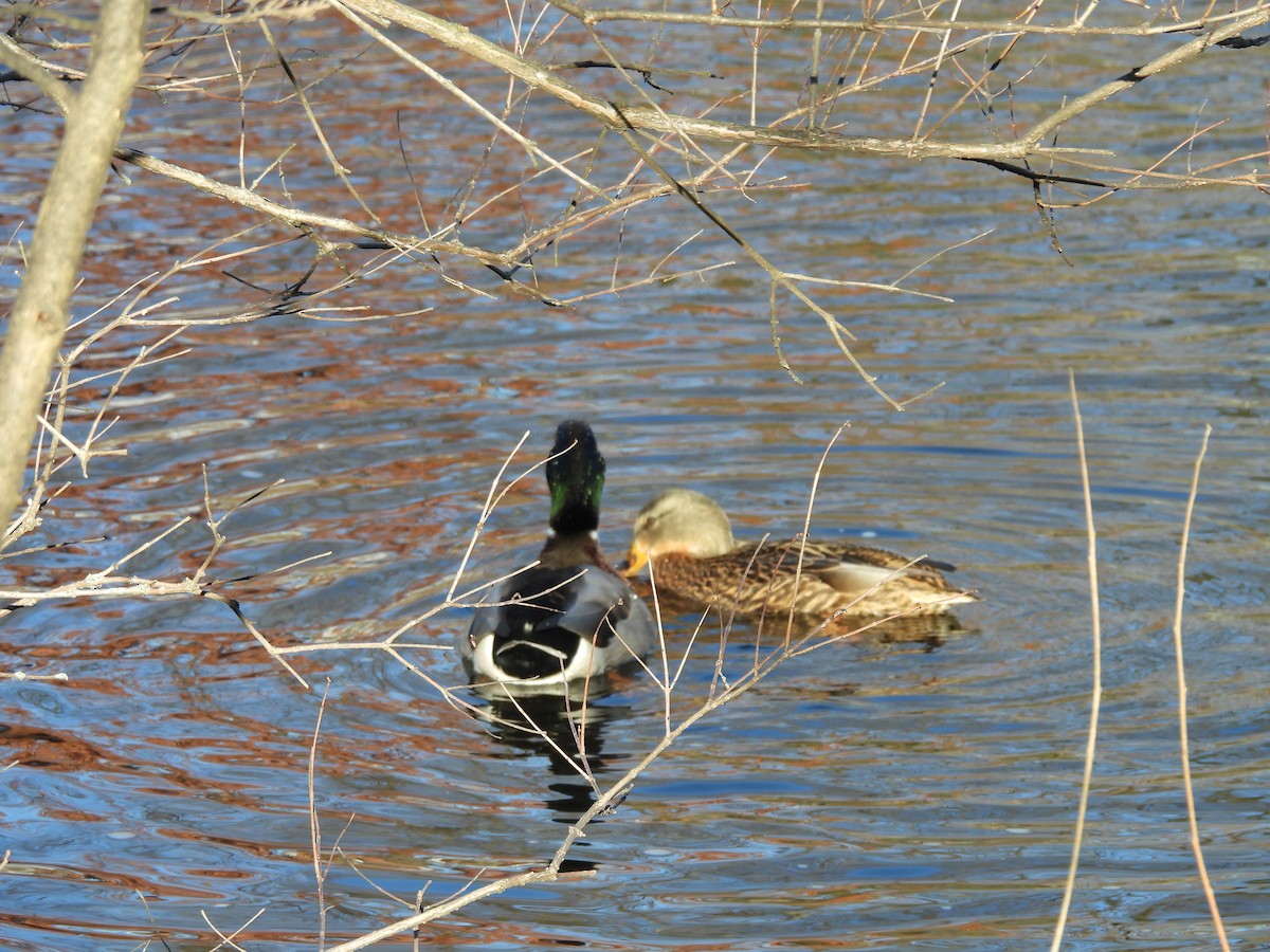 Canard colvert - ML646328700