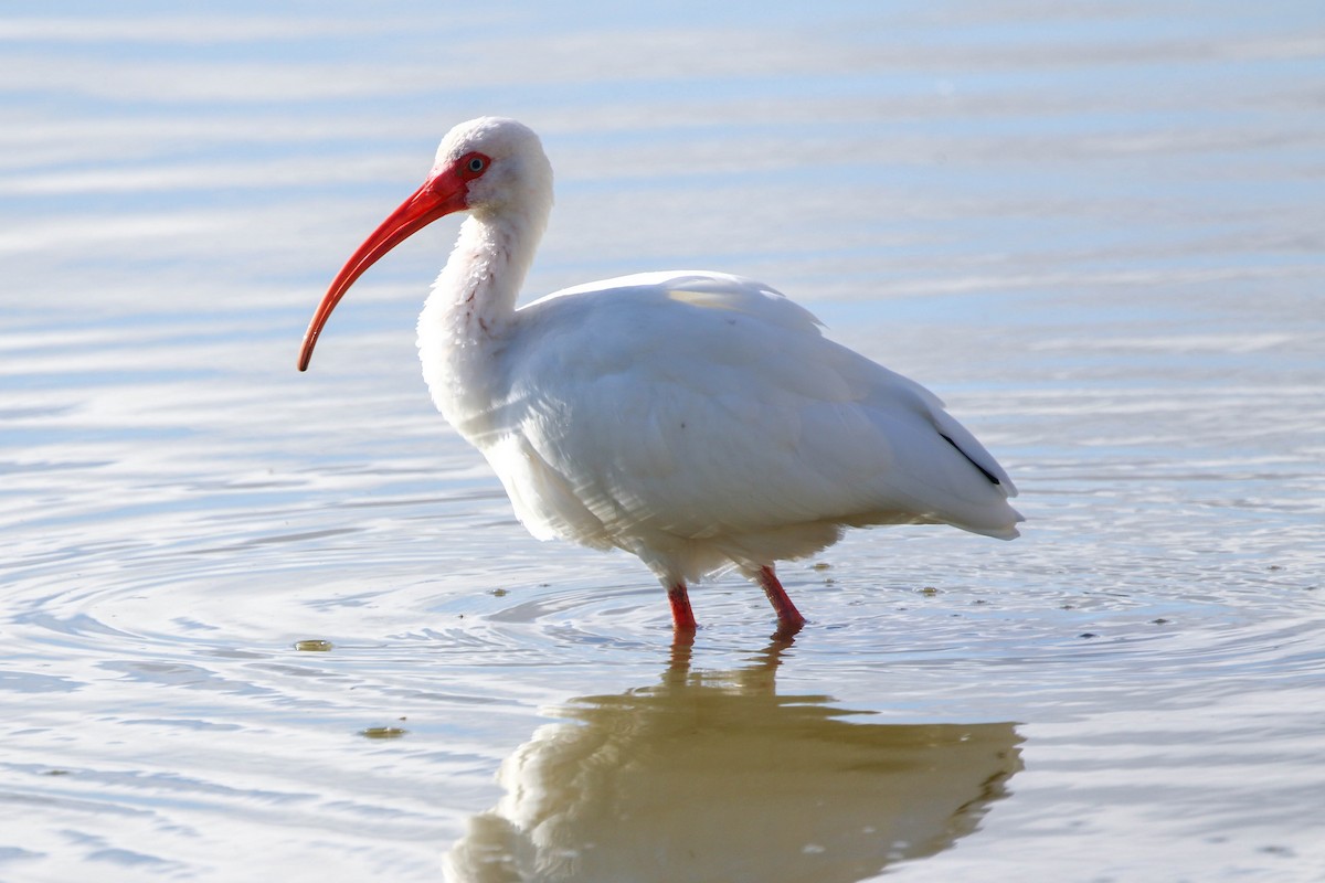 White Ibis - ML646328701