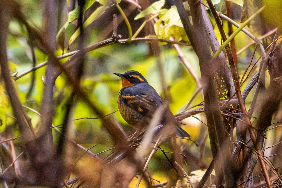 drozd pruhokřídlý - ML646328707