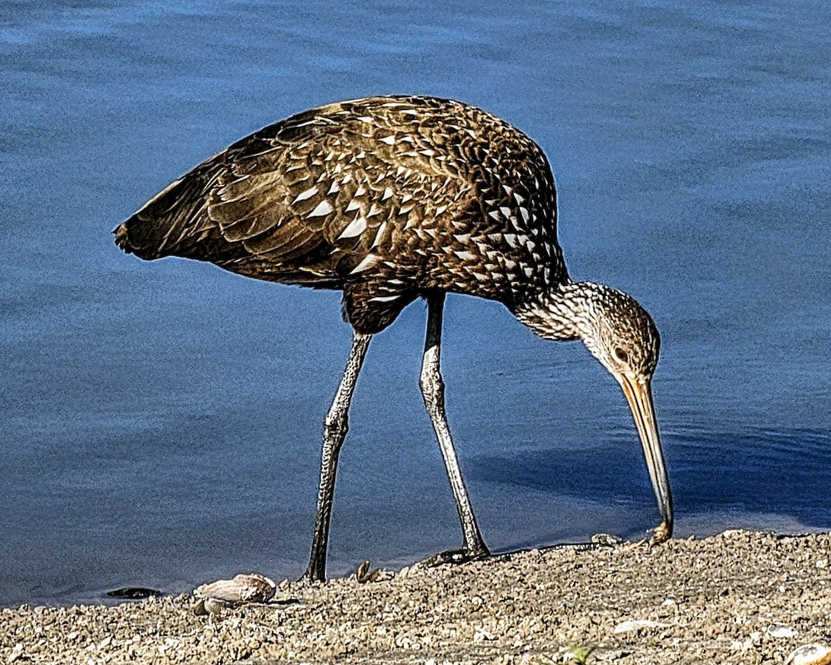 Limpkin - ML646328708