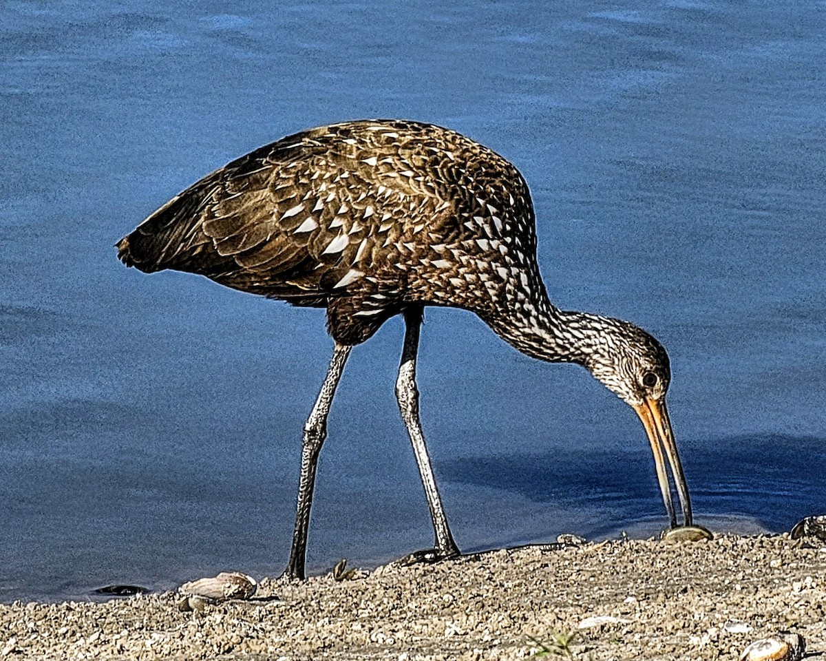 Limpkin - ML646328709