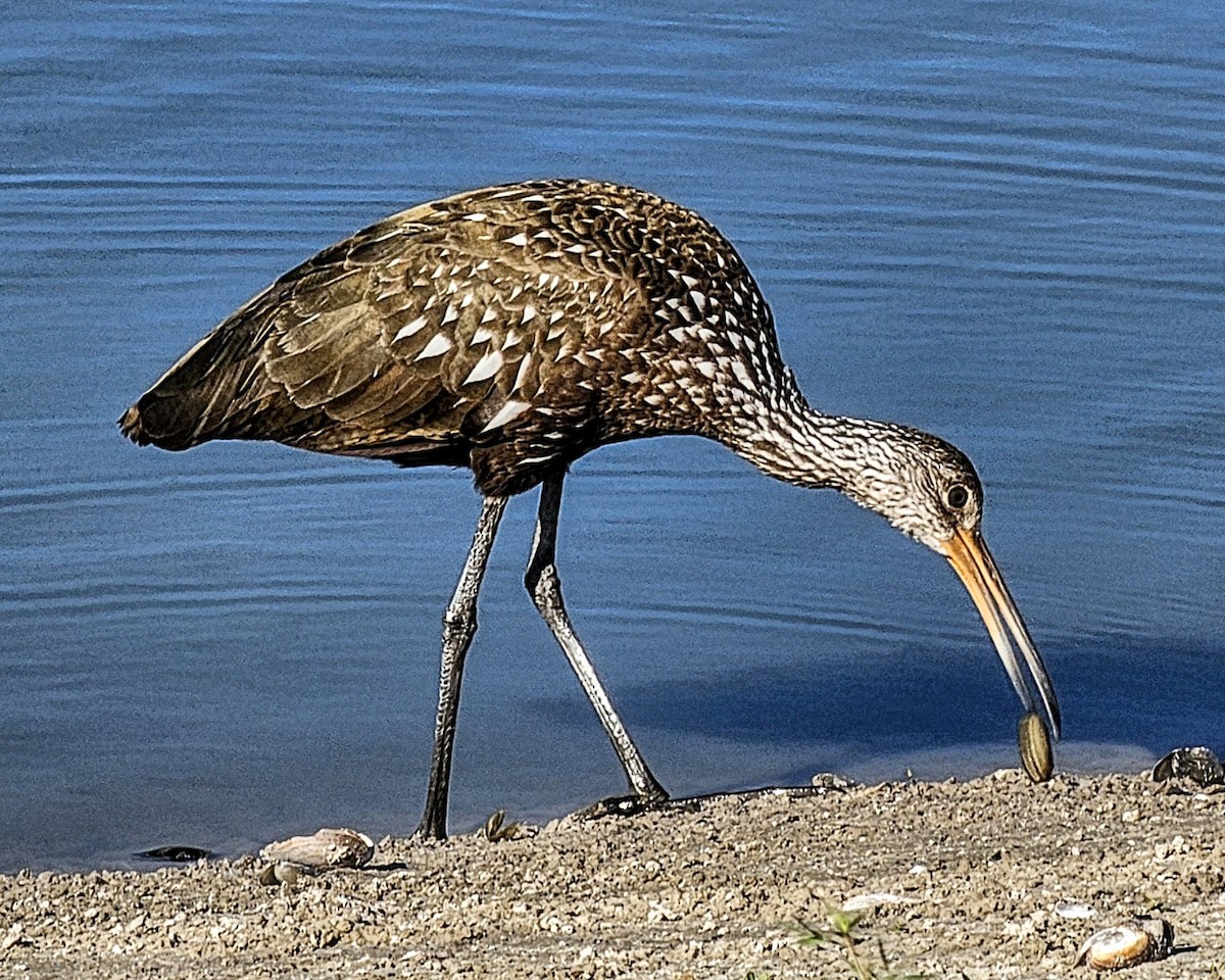 Limpkin - ML646328710