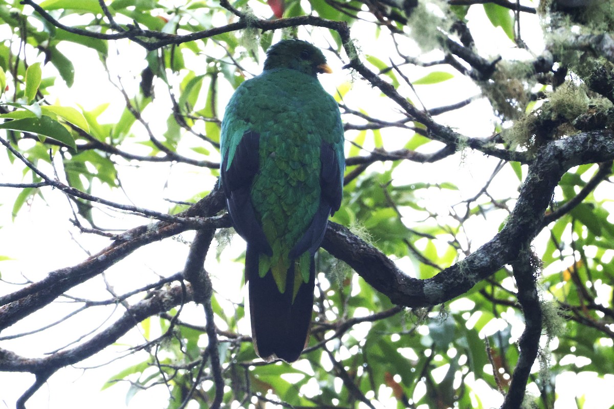 オジロカザリキヌバネドリ - ML646328712