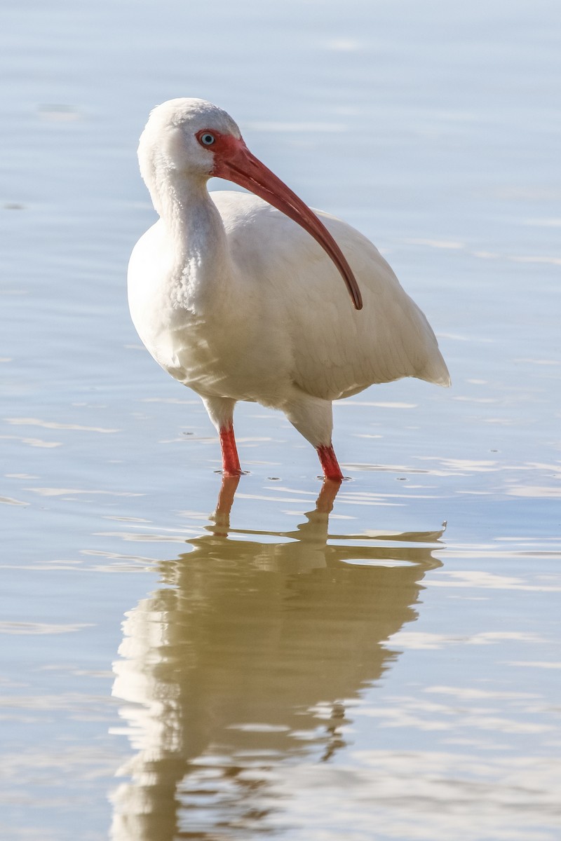 White Ibis - ML646328716