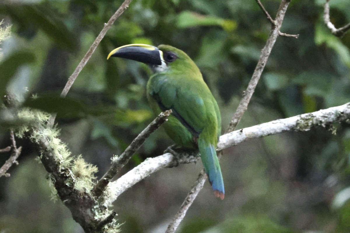 ミナミキバシミドリチュウハシ（lautus） - ML646328718