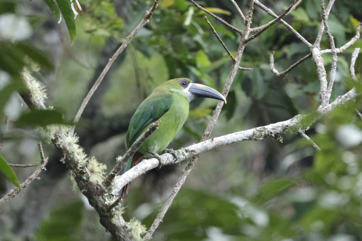 ミナミキバシミドリチュウハシ（lautus） - ML646328719