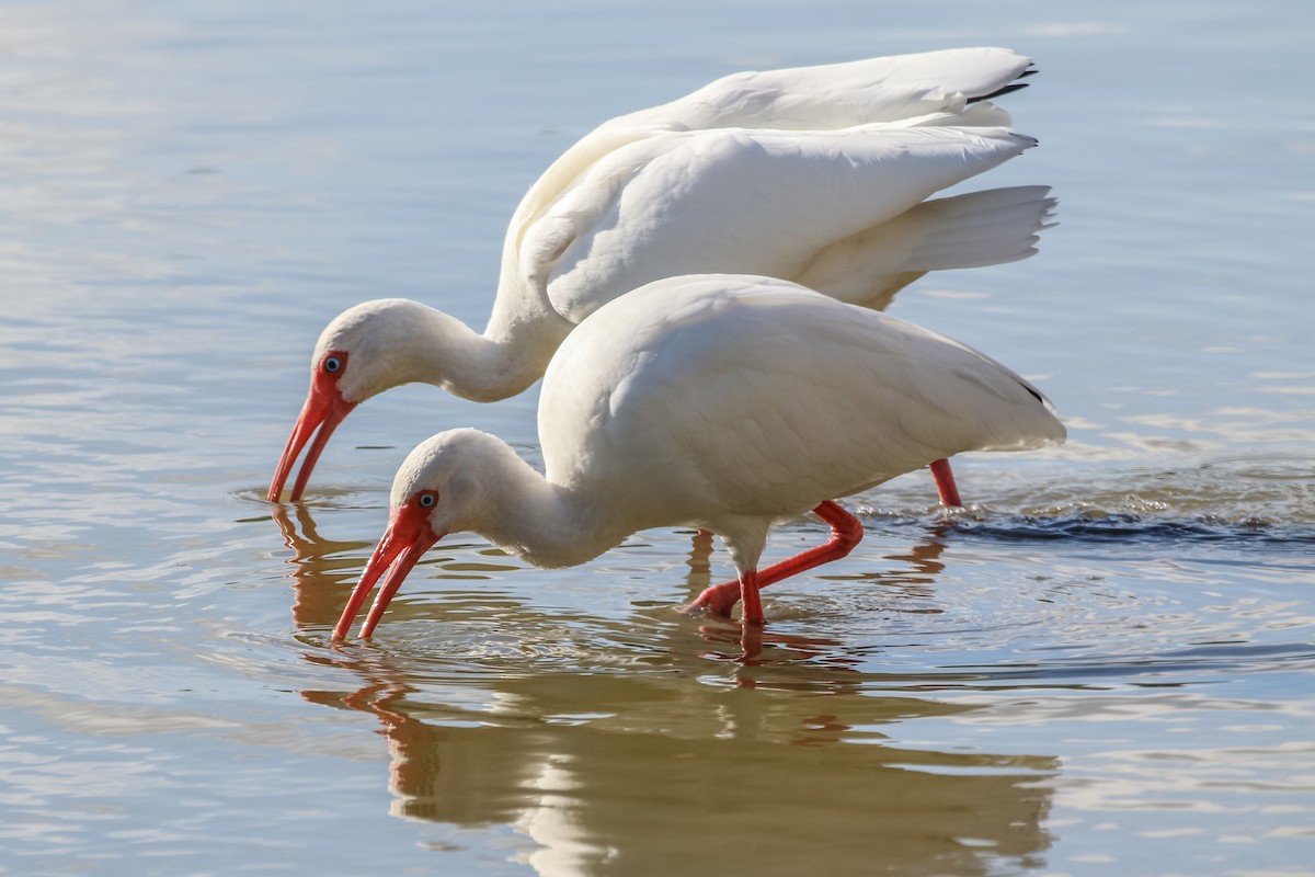 White Ibis - ML646328721