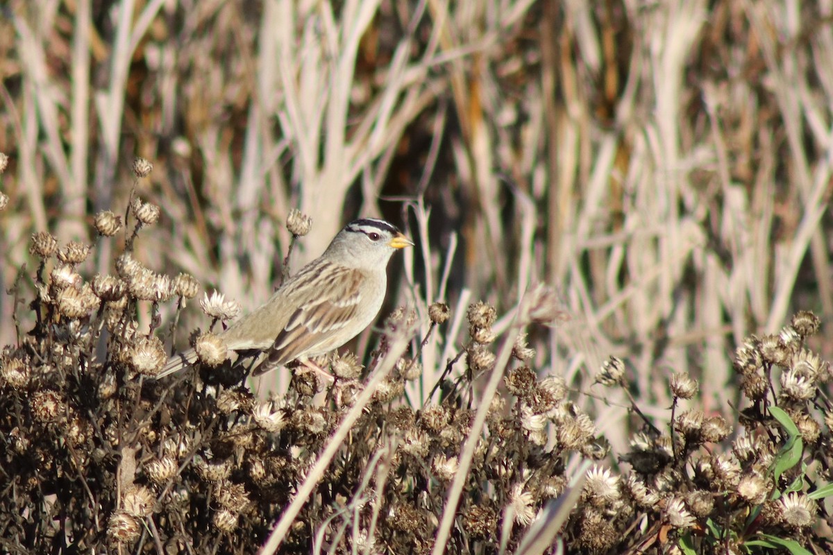 White-crowned Sparrow - ML646328724