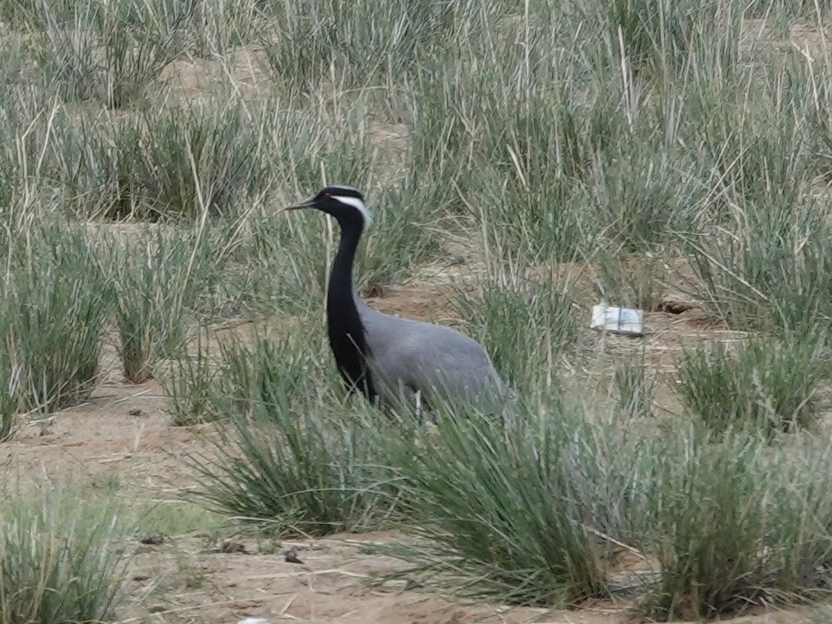 Demoiselle Crane - ML646328725
